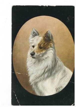 Hund