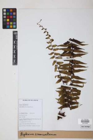 Asplenium cromwellianum Rosenst.