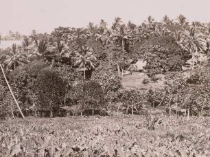Samoa-Inseln, Taropflanzung