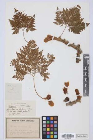 Dicksonia canariensis