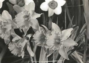 Narzissen (Narcissus L.) als Exponat der "Frühjahrsblumenschau", in der Stadthalle in Dresden