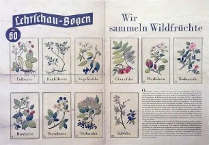 Wir sammeln Waldfrüchte