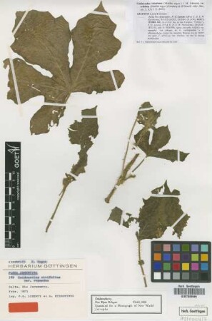 Cnidoscolus sp. Not on sheet