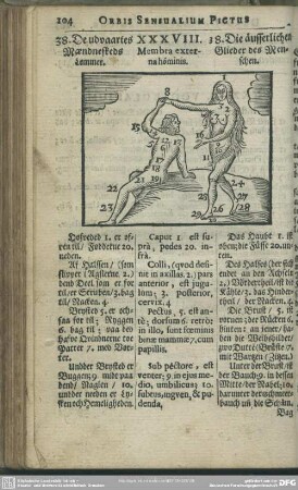 XXXVIII. Membra externa hominis