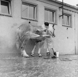 Tierklinik Dresden-Reick, Oskar-Röder-Str. 6. Pferdewäsche