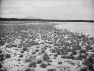 Maguntan Schlammvulkan : Trockenschlamm (Außenzone III) mit Vegetation