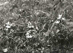 Böhmischer Enzian (Böhmischer Kranzenzian, Karpatenenzian, Gentianella praecox). Osterzgebirge, Sattelbergwiesen