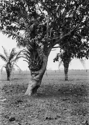 Bäume bei Bálsamo : Bäume bei Bálsamo. Im Vordergrund wächst ein parasitärer Baum auf einem anderen.