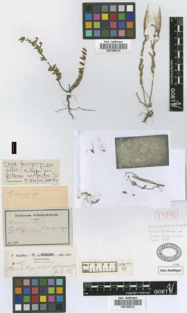 Ditassa campestris Griseb. [syntype]