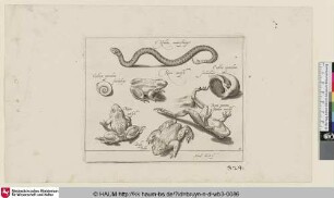 Hydrus, waterslange; Cochlea operculum; slackenheuijs; Rana; vorsch; Rana mortua; Dooden vorsch; Bufo; Padde [Wasserschlange, zwei Schneckenhäuser, drei Frösche und eine Kröte; A Water Snake, a Snail, and Four Toads]