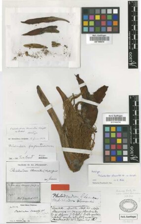 Philodendron clementis Wright ex Griseb. [type]