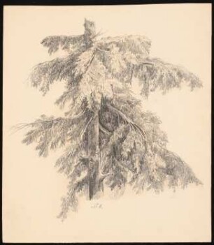 Nadelbaum: Perspektivische Ansicht