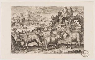 Ziege und Schafe aus (Animalium Qvaddrupedum)