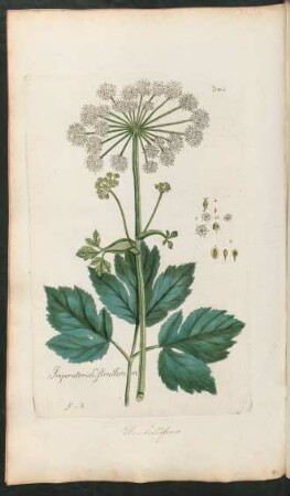 345. Imperatoria Ostruthium