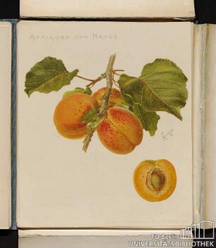 Aprikose von Nancy