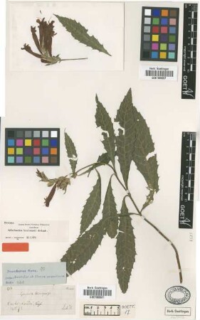 Aphelandra hieronymi Griseb. [syntype]