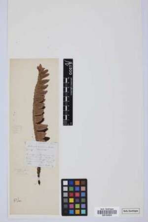Ceterach aureum (Cav.) L. v. Buch