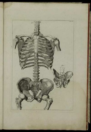 Tab. IX. fig. 1 – fig. 2
