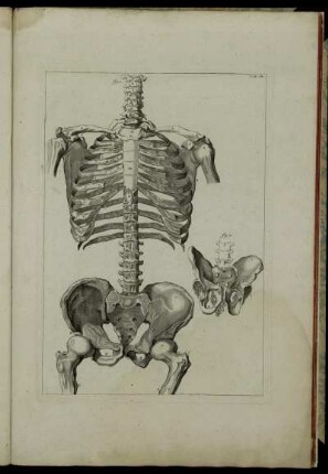 Tab. IX. fig. 1 – fig. 2