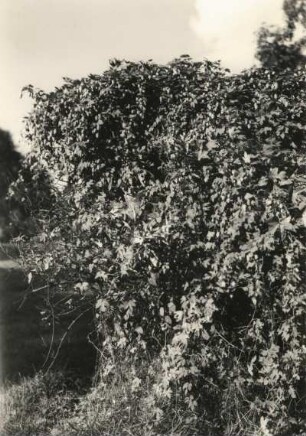 Pillnitz. Pillnitzer Elbinsel (Naturschutzgebiet). Nördlicher Teil der Insel. Wilder Hopfen