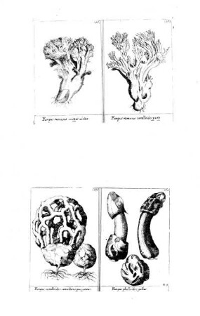 1261-1264