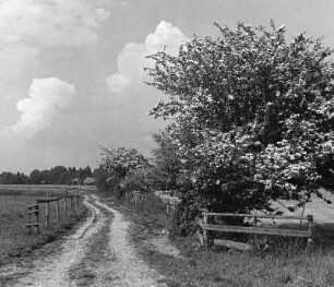 Diverse Blumen und Blüten. Baumblüte an einem Feldweg