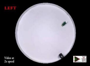 Automated steering of hexbug towards a sound source localized by microphone array