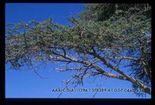 ACACIA