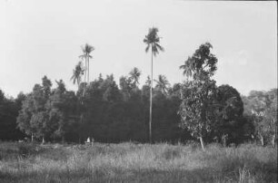 Landschaft bei Santangogoeng : Landschaft mit Palmen und Bäumen