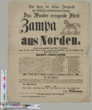 Das Wunder erregende Pferd Zampa aus Norden