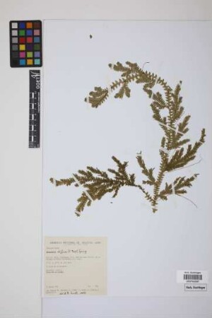 Selaginella diffusa (C.Presl) Spring