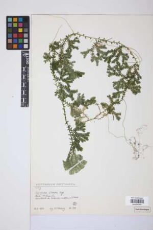 Selaginella silvestris Aspl.
