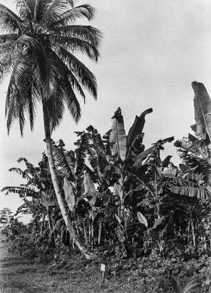 Vegetationsansicht : Blick auf Vegetation.
