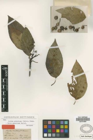 Pyrus granulosa Bertol. [isotype]