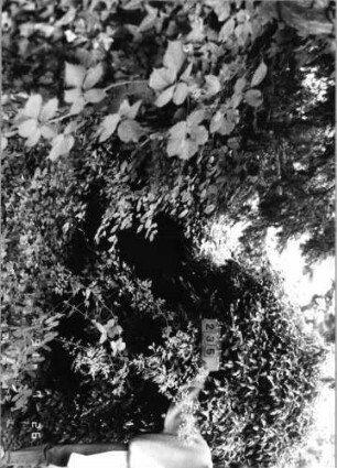 Grabstein 235 [Hahn S. 72 ]