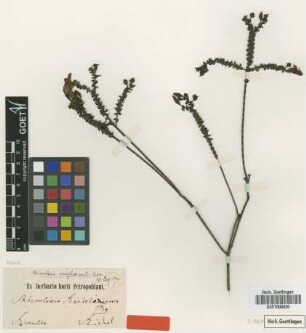 Microlicia amplexicaulis Cogn.