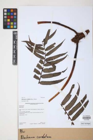 Blechnum cordatum (Desv.) Hieron.