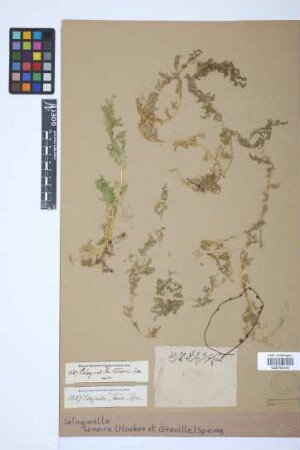 Selaginella tenera (Hook. & Grev.) Spring