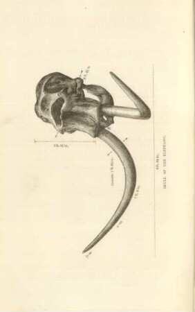 Skull of the elephant