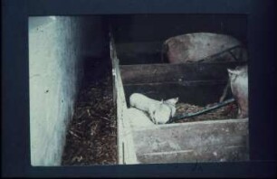 Fotografie: Sauenhaltung, Abferkelstall, Abferkelbucht, Einstreu