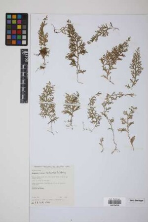 Selaginella novae-hollandiae (Sw.) Spring