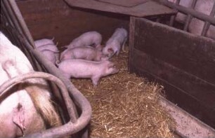 Fotografie: Ferkelnest, Abferkelbucht, Einstreu