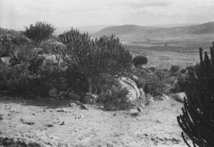 Landschaft bei Kondoa : Landschaft mit Trockenvegetation bei Kondoa