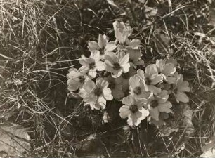 Europa. Stängellose Schlüsselblume (Primula vulgaris)