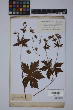 Geranium palustre L.
