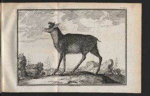 Chamois. III Gemse