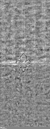 Lilie / Tj = S.7/8