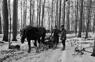 Fohlenkoppel: Landwirt Thomas Isenberg transportiert mit dem Schleswiger Kaltblutpferd Holz im Winter aus dem Wald ab
