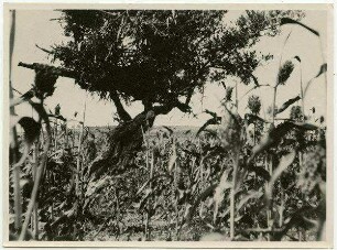 Wächterplatz im Durafeld, Samaritanisches Land