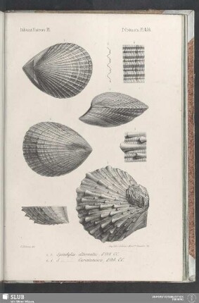 Pl. 456